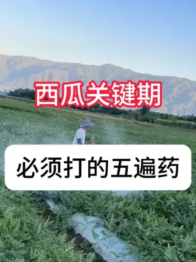 西瓜种植最关键的5遍药，不打一定后悔 #西瓜种植 #病虫害防治 #三农 #增产增收 #抖音助农