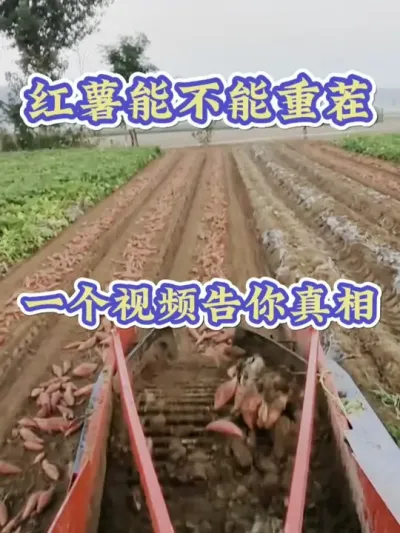 红薯能不能重茬种植#红薯种植 #红薯高产 #红薯高产种植 #红薯重茬