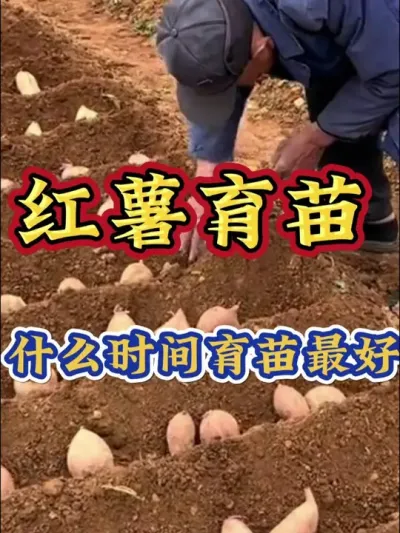 红薯育苗什么时候育苗最好#红薯种植 #红薯高产种植 #红薯高产 #红薯种植知识