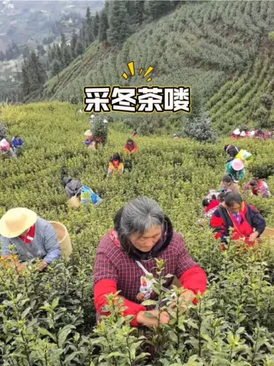 #茶树 #茶农茶事 #干活我是认真的