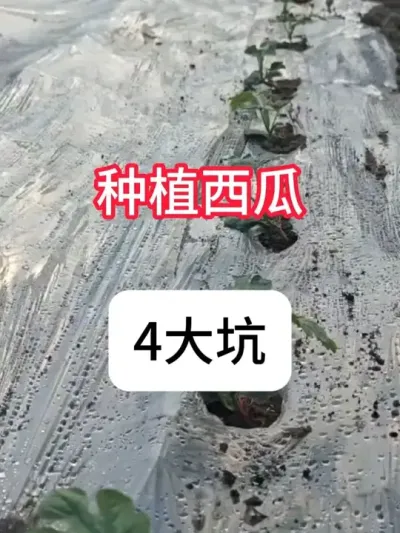 种西瓜一定避开这4点 #西瓜种植 #三农 #农业种植 #种植小技巧 #抖音助农