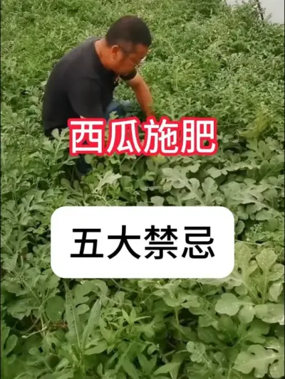 西瓜上不能用什么肥？西瓜施肥禁忌 #农业种植 #种植小技巧 #抖音助农 #西瓜 #新农人计划