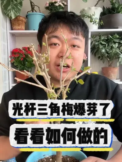 光杆三角梅爆芽啦，看看如何做到的。 #养花 #养花小知识 #花卉#花卉绿植 #盆栽