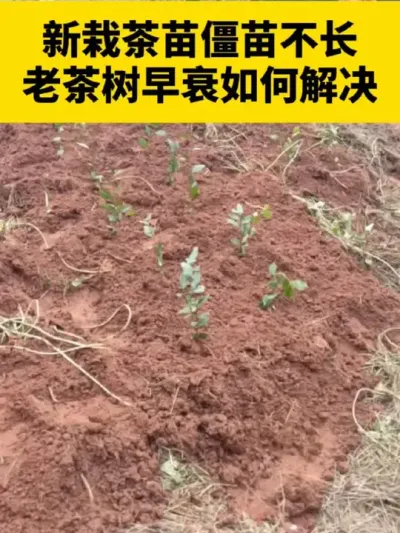 新栽茶苗僵苗不长，老茶树黄叶落叶早衰如何解决#茶树 #茶树管理技术与指导 #茶树种植