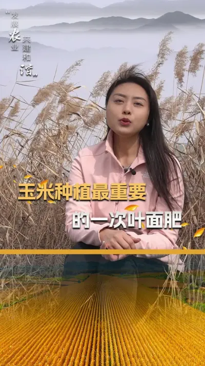 玉米种植最重要的一次叶面肥#玉米种植技术 #玉米种植 #三农 #玉米种子 #抖音新农人