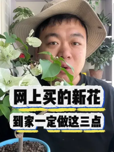 网购的花，到家一定要做好这三点。 #养花 #养花小知识 #花卉 #花卉绿植 #盆栽