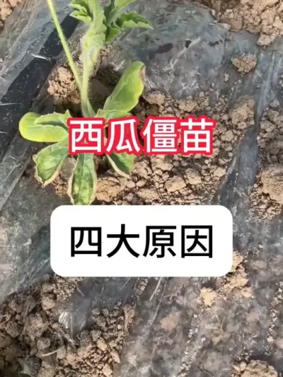 西瓜苗期长叶慢，叶色灰绿、根发黄怎么解决？西瓜僵苗4个原因 #西瓜种植 #三农 #病虫害防治 #新农人计划 #抖音助农