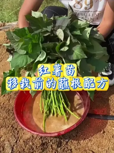 红薯苗蘸根配方#红薯种植 #红薯高产 #红薯高产种植 #红薯高产种植管理方案