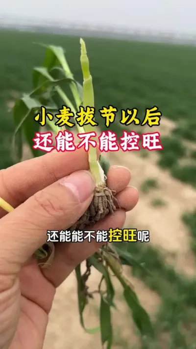 小麦拔节以后还能不能空外？应该选择什么样的成分更安全？#小麦年后管理 #小麦一喷三防药 #小麦控旺 #小麦倒伏 #毛国富大田高产管理