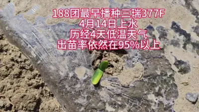 北屯最早三瑞377F已经出苗#丰向标 #三瑞377F