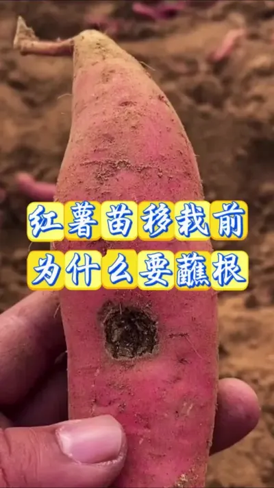 红薯苗移栽前为什么要蘸根#红薯种植 #红薯高产种植 #增产增收小配方 #红薯种植技巧 #如何种植红薯