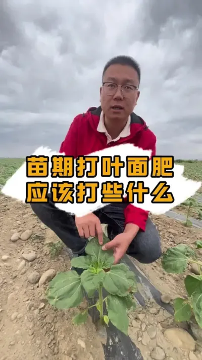 补充微量元素，增加叶绿素的合成，促进光合作用#丰向标