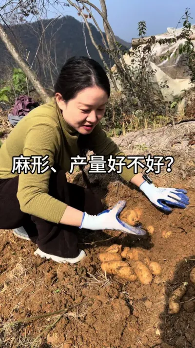 今年非常干旱，产量虽然不高，但是好在它形体特别好#天麻种植 #种植小技巧 #种植技术 @抖音小助手
