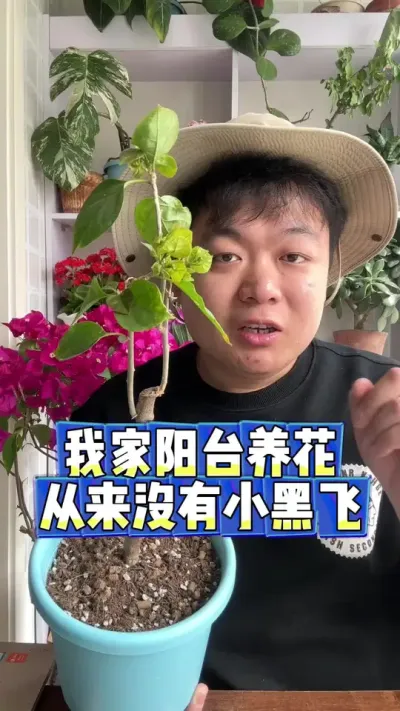 为啥我家的阳台从来没有小黑飞， 其实也需要提前预防。#养花 #养花小知识 #花卉 #花卉绿植 #盆栽