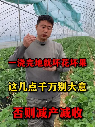 草莓大棚冬季怎么浇水#草莓种植管理技术和方法 #草莓 #农业种植 #服务三农支持三农 #种草莓