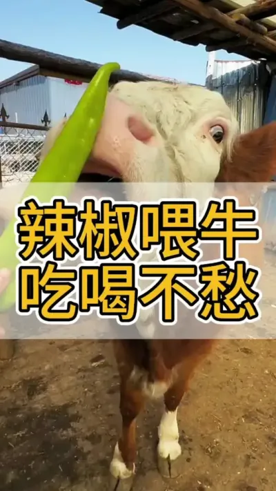 辣椒喂牛吃喝不愁#科学养牛 #农村养牛 #养牛人 #养牛技术 #养牛