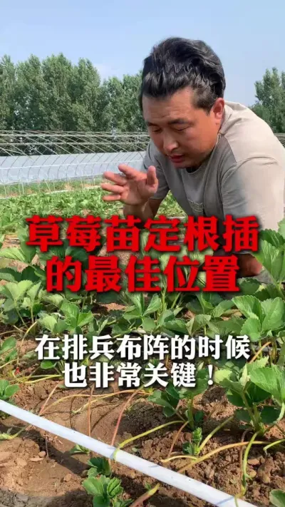 草莓苗定根的位置在哪里最合适#草莓种植 #草莓管理 #草莓种植技术 #草莓管理技术 #新农人计划