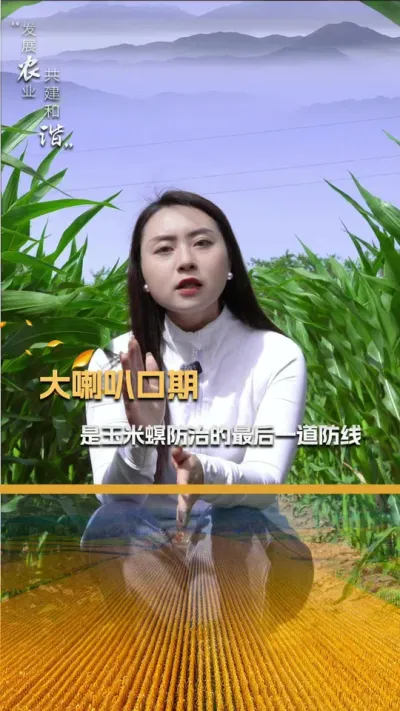 大喇叭口期是玉米螟防治的最后一道防线#三农 #玉米种植#玉米种植技术#玉米种子#抖音新农人