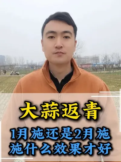 大蒜返青肥是1月还是2月施？ #大蒜种植 #大蒜种植技术 #大蒜高产 #农业种植 #服务三农支持三农