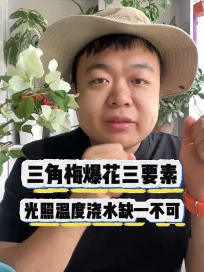 三角梅爆花三要素，光照温度连输缺一不可。 #养花 #养花小知识 #花卉 #花卉绿植 #盆栽