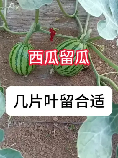 西瓜种植 西瓜长几片叶留瓜最好？建议12片叶子之后 #西瓜🍉 #三农 #农业种植 #种植小技巧 #真赞农业