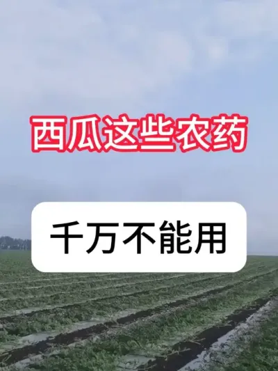西瓜不能用哪些农药？ #农业种植 #西瓜 #抖音助农 #新农人计划 #病虫害防治