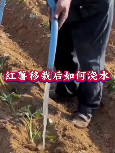 红薯移栽后如何浇水#红薯高产种植  #红薯高产  #红薯种植 #红薯种植管理