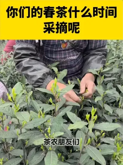 你们的春茶什么时间采摘呢#茶树 #茶树管理技术与指导  #采茶 #春茶