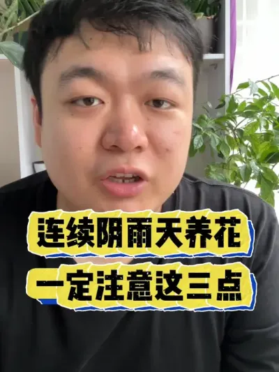 连续阴雨天养花，一定注意这三点。 #养花 #养花小知识 #花卉 #花卉绿植 #盆栽