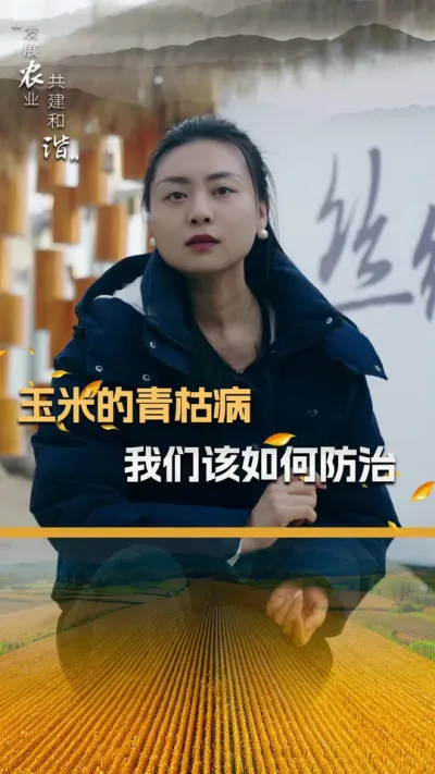 玉米的青枯病我们该如何防治#玉米种植 #玉米种植技术 #玉米种子 #三农 #抖音新农人