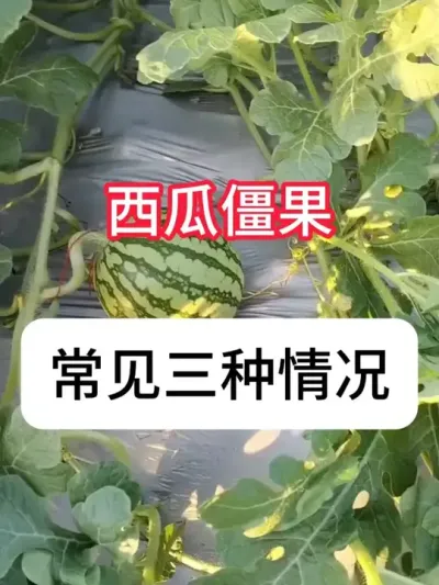 西瓜僵瓜不长是什么原因？西瓜僵瓜解决方法 #农业种植 #西瓜种植 #抖音助农 #农技知识分享 #三农