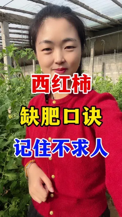 西红柿缺肥口诀，记住不求人 #西红柿种植 #西红柿种植技术