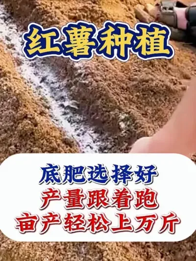 底肥选择好，产量跟着跑 #红薯种植 #红薯高产 #红薯种植技术 #红薯高产种植 #农业种植