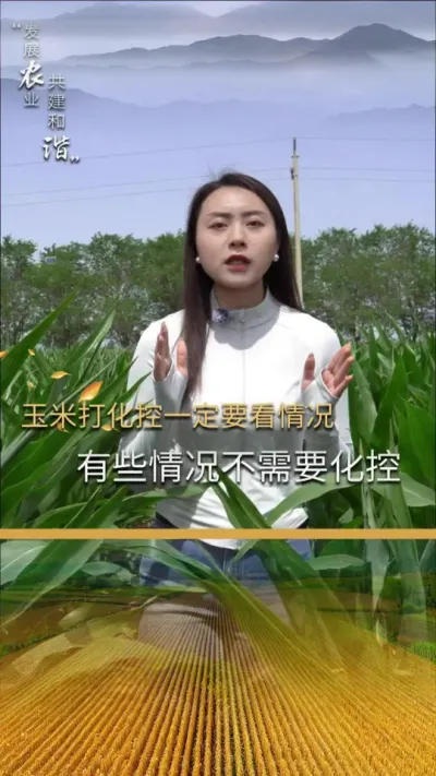 玉米打化控一定要看情况，有些情况不需要化控#三农 #玉米种植 #玉米种植技术 #玉米种子 #抖音新农人