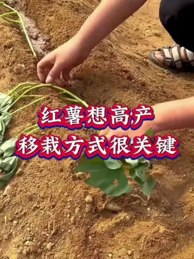 红薯想高产移栽方式很关键#红薯高产种植  #红薯高产  #红薯种植 #红薯种植管理
