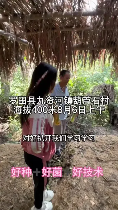 低海拔定向培育种子 再发一个库存种子抗性好不好在我们客户地里见分晓#天麻种植 #农业技术推广 #种植小技巧 @抖音小助手