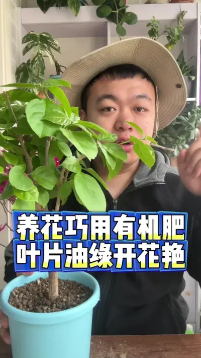 养花要会用有机肥，叶片才能油绿发亮开花鲜艳。 #养花 #养花小知识 #花卉 #花卉绿植 #盆栽
