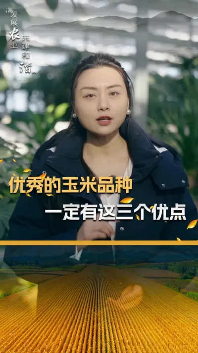 优秀的玉米品种，一定有这三个优点#玉米种植 #玉米种植技术 #玉米种子#三农 #抖音新农人