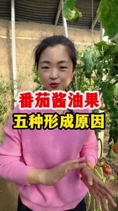 番茄酱油果到底是什么原因导致的呢？ #西红柿种植 #西红柿种植技术