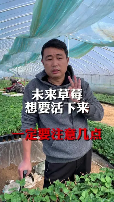 未来草莓想要活下来一定要注意这几点#草莓种植 #分享农业知识帮农民增产增收 #草莓 #草莓🍓 #农业种植