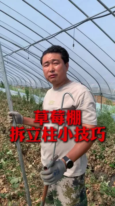 草莓棚拆立柱小技巧#草莓种植 #草莓种植技术 #草莓管理 #分享农业知识帮农民增产增收 #新农人计划