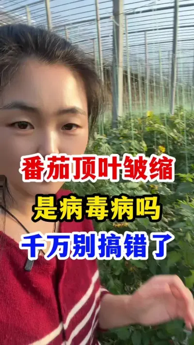 西红柿顶叶皱缩是病毒病吗 #农业种植技术 #西红柿种植 #西红柿种植技术