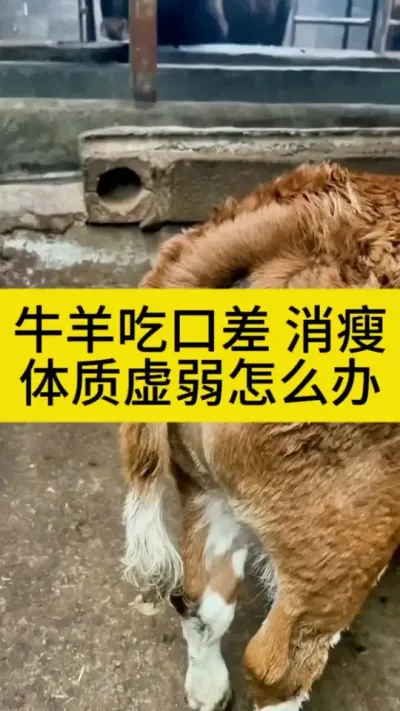 牛羊驱好虫才能吃口好，长的快皮毛光亮体质强壮#养牛人 #西门塔尔 #农村养牛 #科学养牛 #助力三农