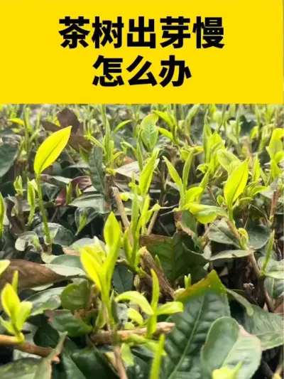 茶树出芽慢不整齐怎么办#茶树 #茶树管理技术与指导 #春茶采摘 #春茶