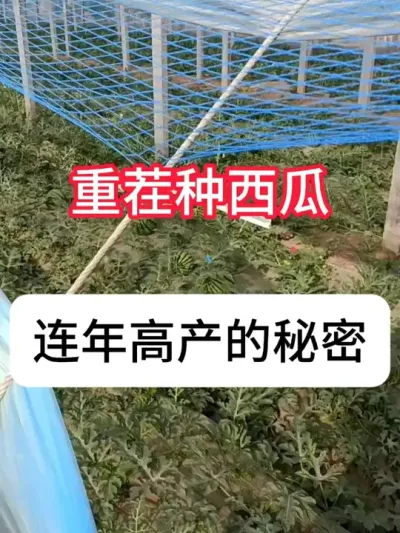 西瓜能重茬种吗？西瓜重茬病害问题 #抖音助农 #农业种植 #西瓜种植 #种植小技巧 #真赞农业