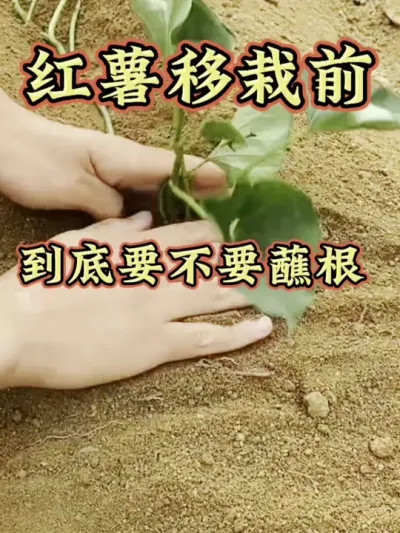 红薯移栽前到底要不要蘸根#红薯种植  #红薯高产种植  #红薯高产种植技术  #红薯高产