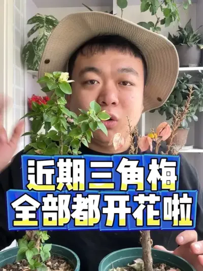 最近的三角梅都要准备开花啦。 #爱生活爱养花 #养花 #花卉 #养花小知识 #花卉绿植
