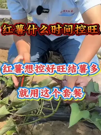 红薯控旺控的好今年产量肯定高#红薯种植  #红薯高产种植  #红薯高产  #红薯种植知识