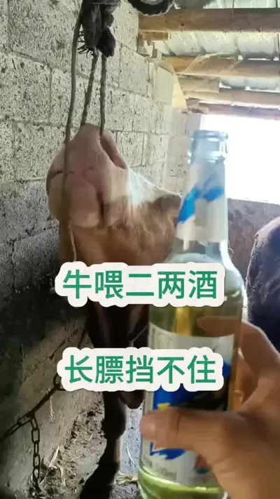 牛喂二两酒，长膘挡不住#科学养牛 #养牛人 #农村养牛 #养牛 #养牛技术