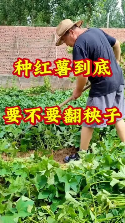 种红薯到底要不要翻秧子#红薯种植 #红薯高产管理 #红薯高产种植 #红薯种植方案